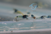 Load image into Gallery viewer, Mosura Blue Bolt Taiwan Bee Shrimp
