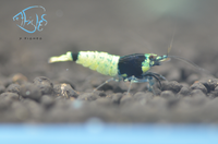 Load image into Gallery viewer, Mosura Blue Bolt Taiwan Bee Shrimp
