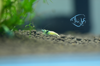 Load image into Gallery viewer, Mosura Blue Bolt Taiwan Bee Shrimp
