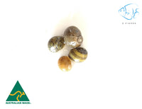 Load image into Gallery viewer, Darwin Nerite Snails - Seven Fishes
