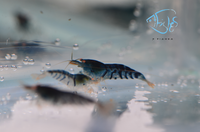 Load image into Gallery viewer, Orange Eye Blonde Tiger (OEBT) Bee Shrimp
