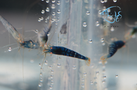 Load image into Gallery viewer, Orange Eye Blonde Tiger (OEBT) Bee Shrimp
