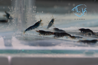 Load image into Gallery viewer, Orange Eye Blonde Tiger (OEBT) Bee Shrimp
