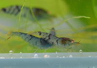 Load image into Gallery viewer, Orange Eye Blonde Tiger (OEBT) Bee Shrimp
