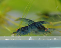 Load image into Gallery viewer, Orange Eye Blonde Tiger (OEBT) Bee Shrimp
