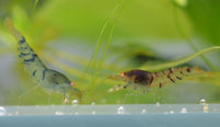 Load image into Gallery viewer, Orange Eye Blonde Tiger (OEBT) Bee Shrimp
