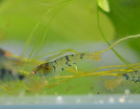 Load image into Gallery viewer, Orange Eye Blonde Tiger (OEBT) Bee Shrimp
