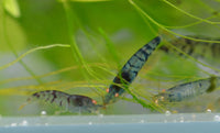 Load image into Gallery viewer, Orange Eye Blonde Tiger (OEBT) Bee Shrimp
