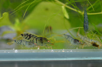 Load image into Gallery viewer, Orange Eye Blonde Tiger (OEBT) Bee Shrimp
