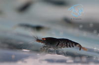 Load image into Gallery viewer, Orange Eye Blonde Tiger (OEBT) Bee Shrimp
