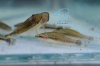 Load image into Gallery viewer, Otocinclus Catfish
