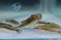 Load image into Gallery viewer, Otocinclus Catfish
