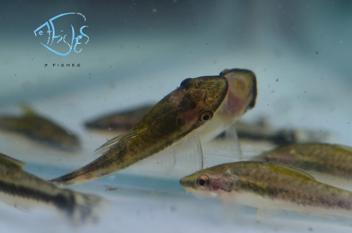 Otocinclus Catfish