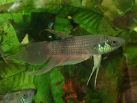 Load image into Gallery viewer, Betta Pugnax Male
