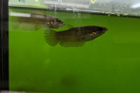 Load image into Gallery viewer, Betta Picta Pairs - Seven Fishes
