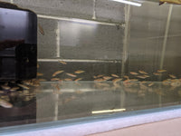 Load image into Gallery viewer, Licorice Gourami - Seven Fishes
