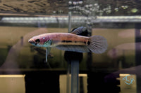 Load image into Gallery viewer, Betta Ocellata Pair
