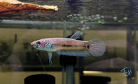 Load image into Gallery viewer, Betta Ocellata Pair
