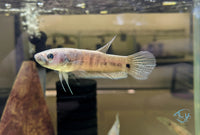 Load image into Gallery viewer, Betta Unimaculata Pair
