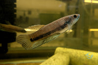 Load image into Gallery viewer, Betta Antuta
