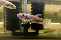 Load image into Gallery viewer, Betta Antuta
