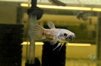 Load image into Gallery viewer, Betta Antuta
