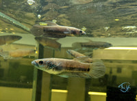 Load image into Gallery viewer, Betta Antuta
