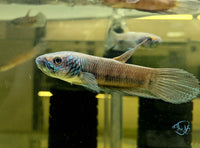 Load image into Gallery viewer, Betta Antuta
