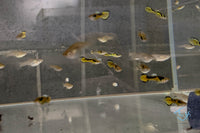 Load image into Gallery viewer, Tiger Endler
