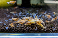 Load image into Gallery viewer, Red Steel Shrimp
