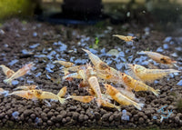 Load image into Gallery viewer, Red Steel Shrimp
