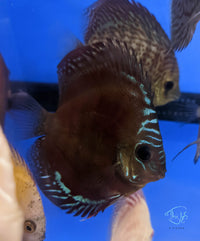 Load image into Gallery viewer, Red ICA Discus - Seven Fishes
