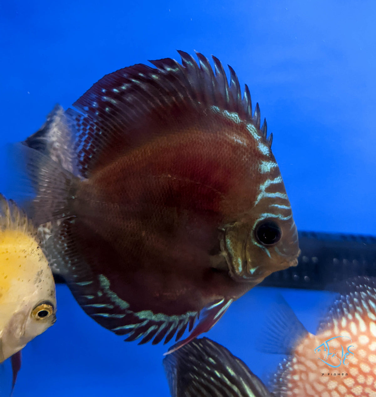 Red ICA Discus