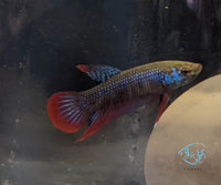 Load image into Gallery viewer, Blue Red Imbellis
