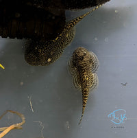 Load image into Gallery viewer, Zebra Sewellia (Hillstream Loach) Juveniles
