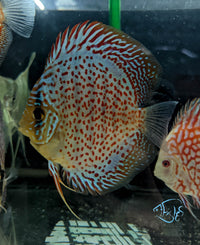 Load image into Gallery viewer, Spotted Leopard Discus
