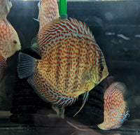 Load image into Gallery viewer, Spotted Leopard Discus
