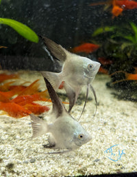 Load image into Gallery viewer, Bulgarian Seal Point Angelfish
