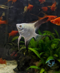 Load image into Gallery viewer, Bulgarian Seal Point Angelfish
