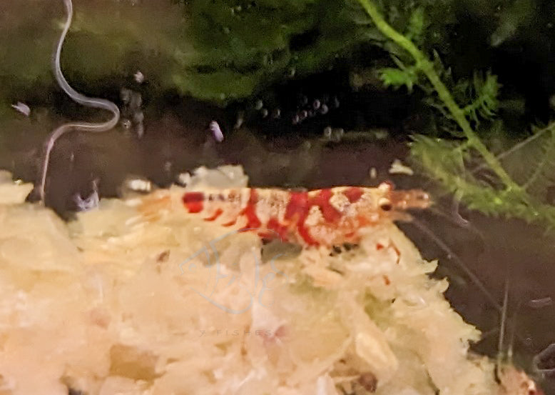 Red Fancy Tiger Bee Shrimp - Low Grade