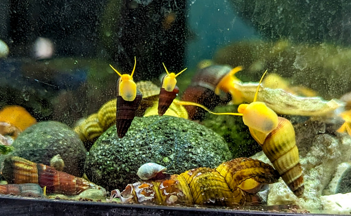 Yellow Rabbit Snail