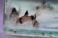 Load image into Gallery viewer, Panda Corydora
