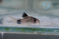 Load image into Gallery viewer, Panda Corydora
