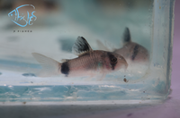 Load image into Gallery viewer, Panda Corydora
