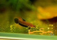 Load image into Gallery viewer, Betta Persephone Pair
