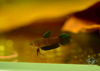 Load image into Gallery viewer, Betta Persephone Pair
