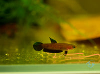 Load image into Gallery viewer, Betta Persephone Pair
