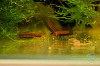 Load image into Gallery viewer, Betta Persephone Pair
