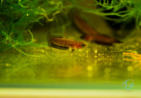 Load image into Gallery viewer, Betta Persephone Pair
