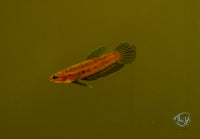 Load image into Gallery viewer, Betta Persephone Pair
